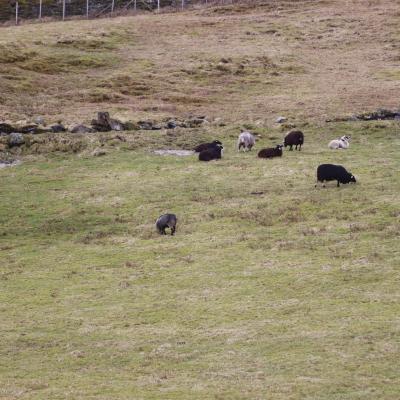 Sauer fra løypetrase i Maratonkarusellen