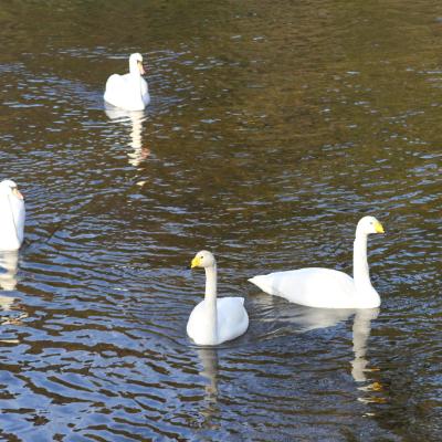 Februar Maraton 2024