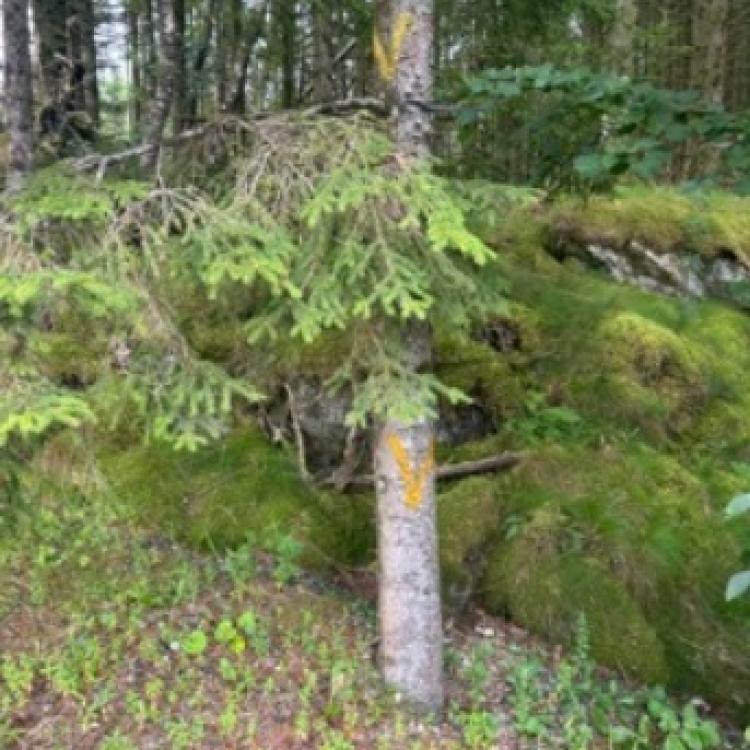 Løype Bergen Skogsmaraton_15